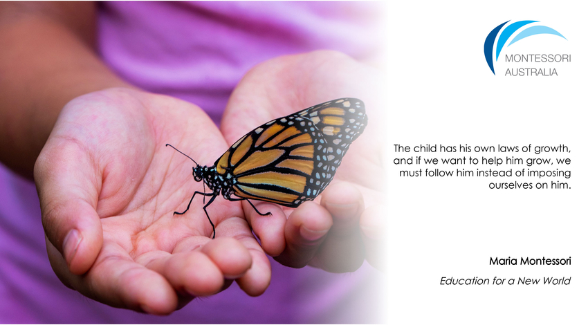 Child's hands holding butterfly