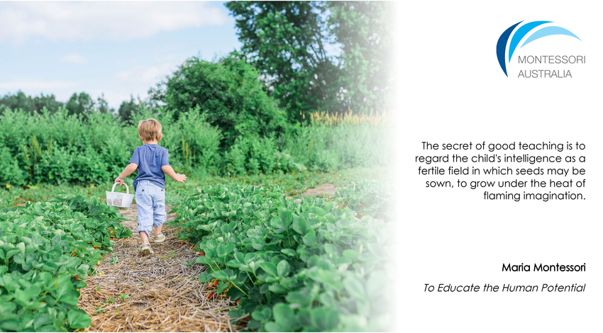 Child with basket walking through vegetable garden