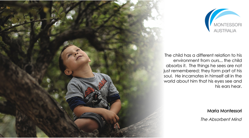 Child in a tree gazing up