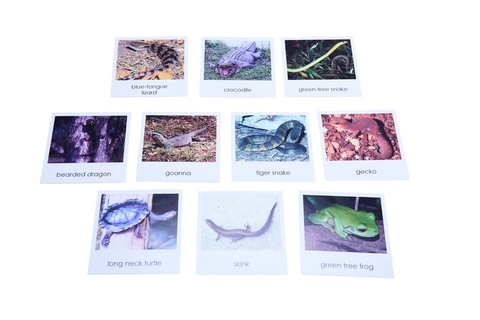 Nomenclature Cards - Australian Reptiles And Amphibians | Montessori ...