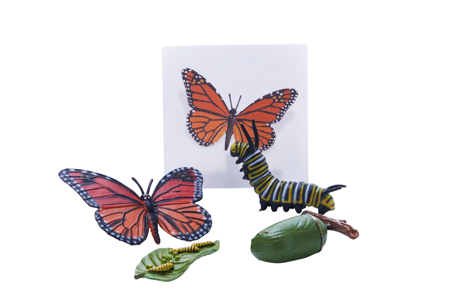 Caterpillar life cycle image